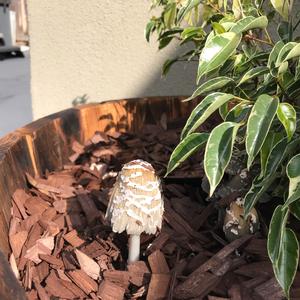 Shaggy Mane