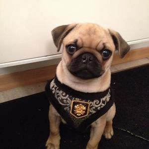 Pug