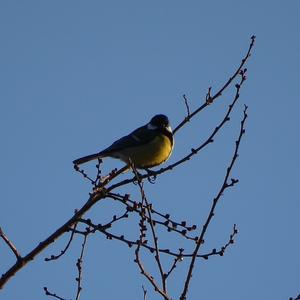 Great Tit