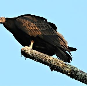 Turkey Vulture