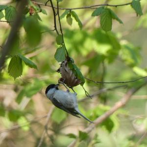 Marsh Tit