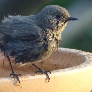 Black Redstart