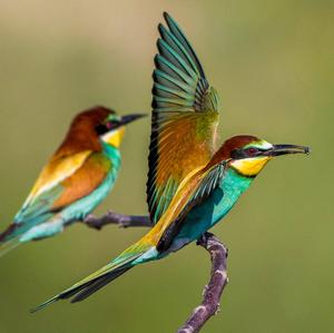 European Bee-eater