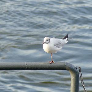 Black-headed Gull