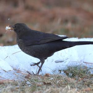 Eurasian Blackbird