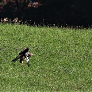 Common Buzzard