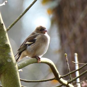 Eurasian Chaffinch