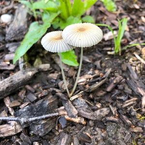 Coprinus auricomus