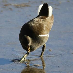 Common Moorhen