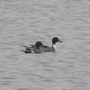 Northern Pintail