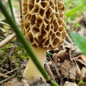 Yellow Morel