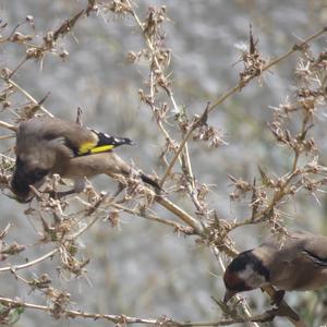 European Goldfinch