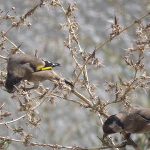 European Goldfinch