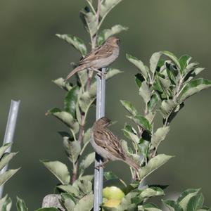 House Sparrow