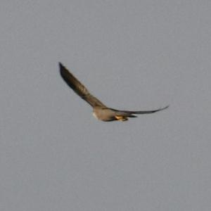 Peregrine Falcon