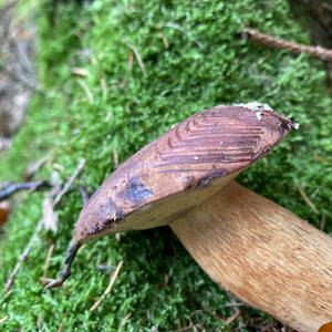 King Bolete