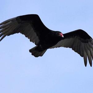 Turkey Vulture