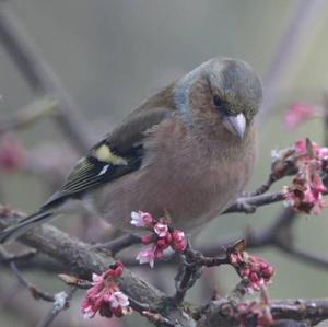 Eurasian Chaffinch