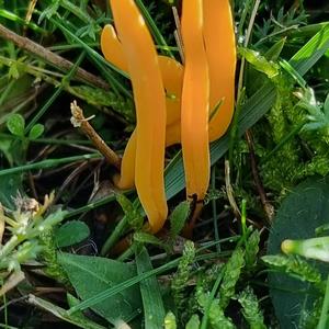 Unknown Species