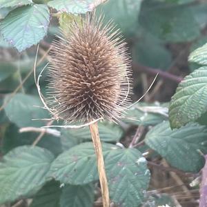 Fuller's Teasel