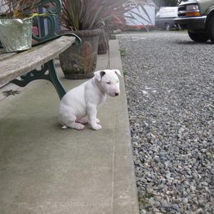 Bull Terrier