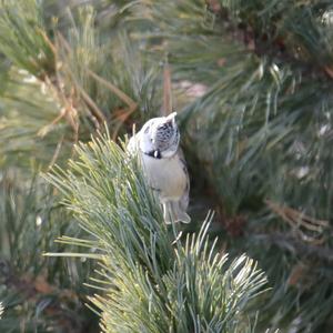 Crested Tit