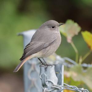 Black Redstart