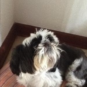 Shih Tzu