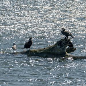 Great Cormorant