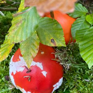 Fly Agaric