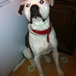 Unknown Breed