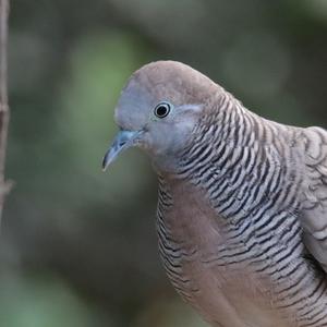 Zebra Dove