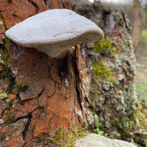 Tinder Polypore