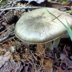 Broad-gilled Agaric