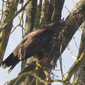 Common Buzzard