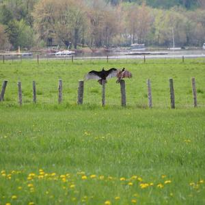 Turkey Vulture