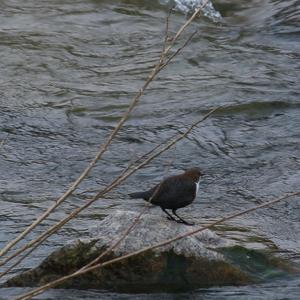 White-throated Dipper