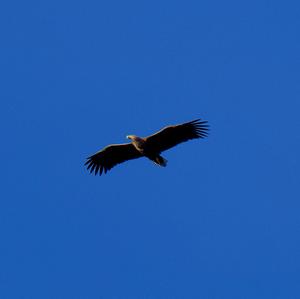 White-tailed Eagle