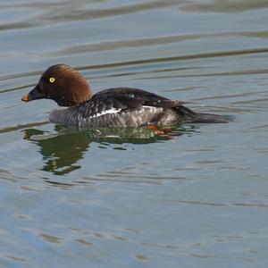 Common Goldeneye