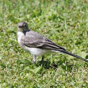 White Wagtail