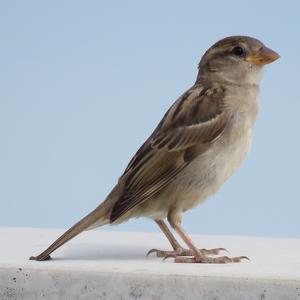 House Sparrow