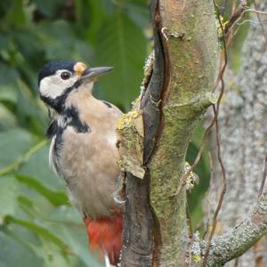 Great Spotted Woodpecker