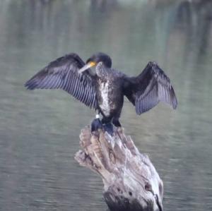 Great Cormorant