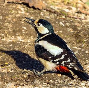 Great Spotted Woodpecker