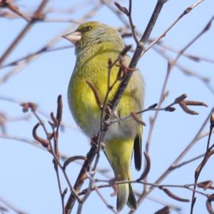 European Greenfinch