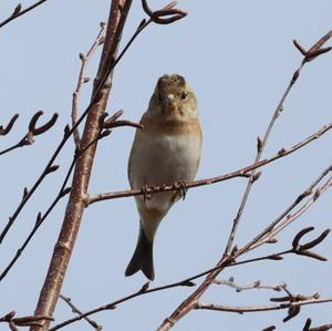 Brambling