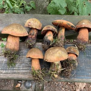 Lurid Bolete