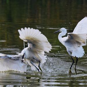 Little Egret