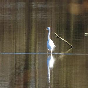 Great Egret