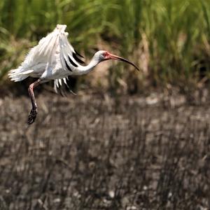 White Ibis